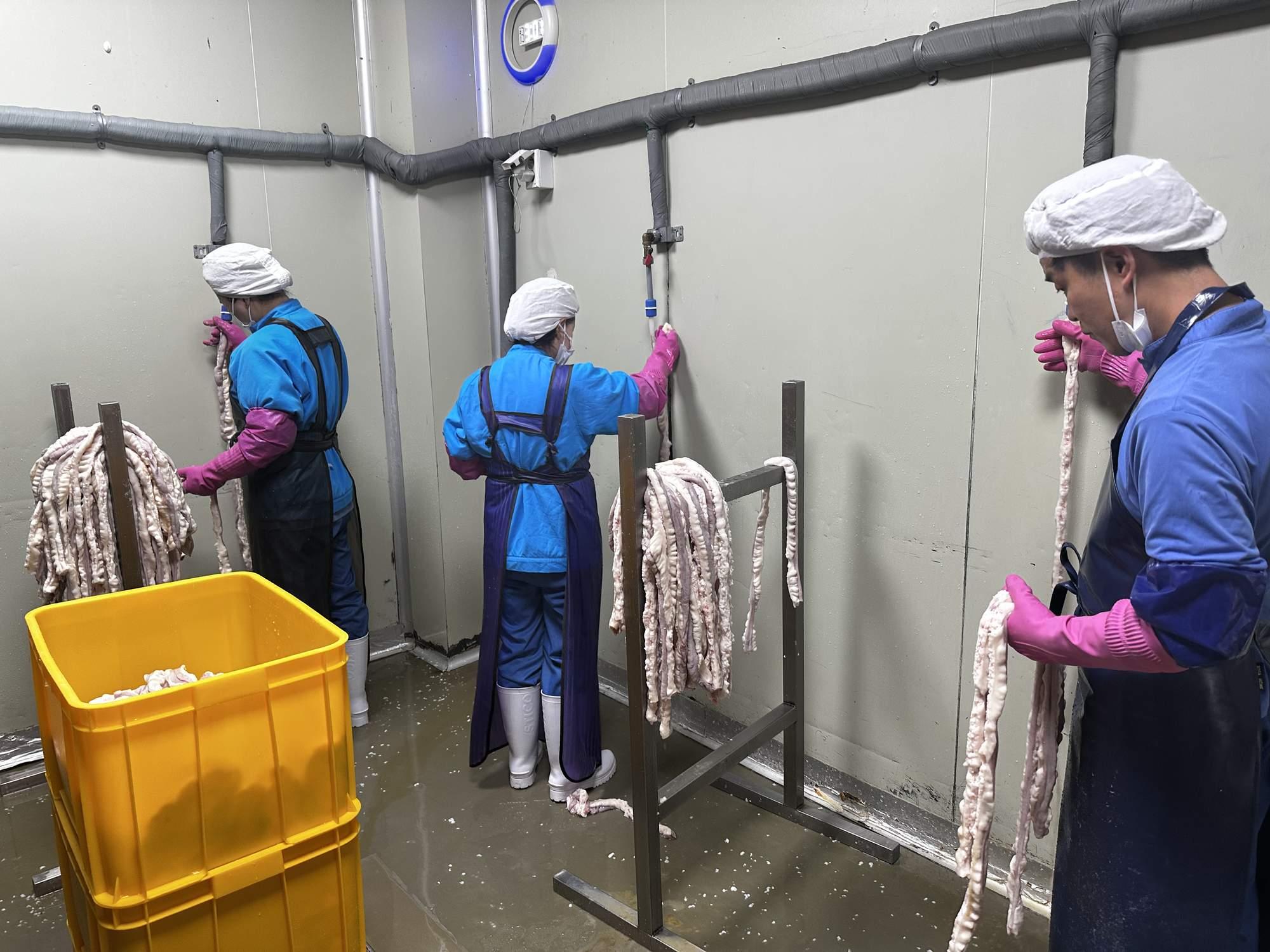 HACCP 인증 시설에서 곱창을 손질하는 작업자들